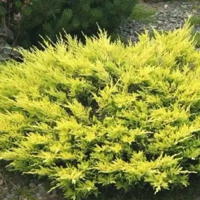 Можжевельник ЛАЙМ ГЛОУ горизонтальный  в Осиповичах