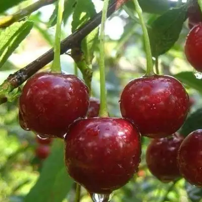 Вишня ВОЛОЧАЕВКА в Осиповичах