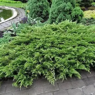 Можжевельник РОКЕРИ ДЖЕМ казацкий  в Осиповичах