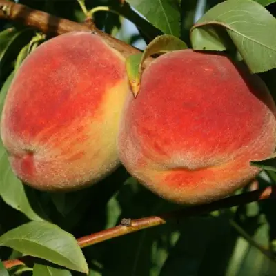 Персик МАРИЯ в Осиповичах