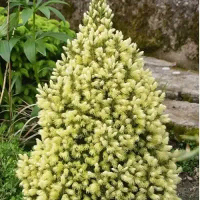 Ель МАЙГОЛД колючая в Осиповичах