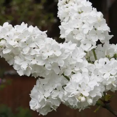 Сирень ФЛОРА в Осиповичах