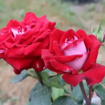 Роза АЛЬЯНС чайно-гибридная в Осиповичах