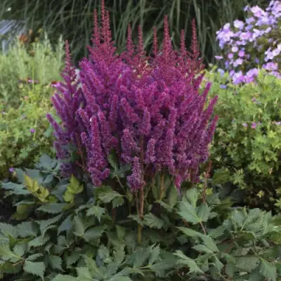 Астильба ВИЖНС китайская в Осиповичах