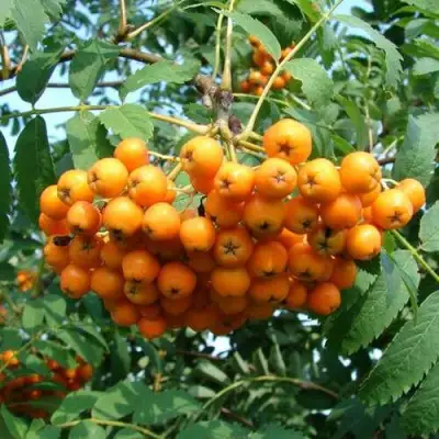 Рябина НЕВЕЖИНСКАЯ ЖЕЛТАЯ сладкоплодная в Осиповичах