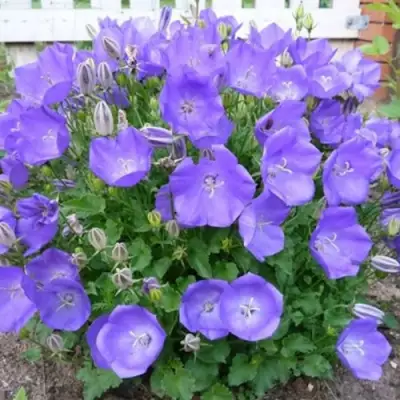 Колокольчик САНТА карпатский в Осиповичах