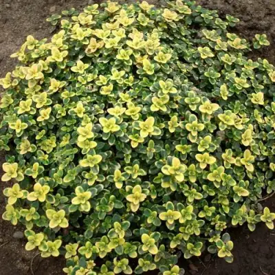 Тимьян ДОННА ВАЛЕЙ лимоннопахнущий в Осиповичах