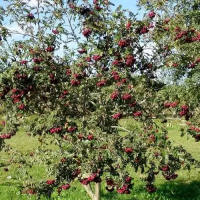 Рябина БУРКА сладкоплодная в Осиповичах