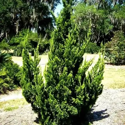 Можжевельник КАЙЗУКА китайский в Осиповичах