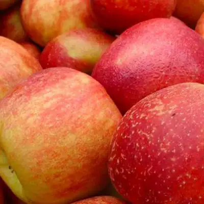 Яблоня ДЖОНАГОЛД в Осиповичах