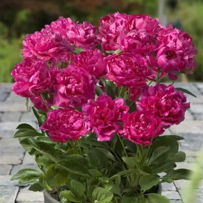 Пион ЛОНДОН травянистый в Осиповичах