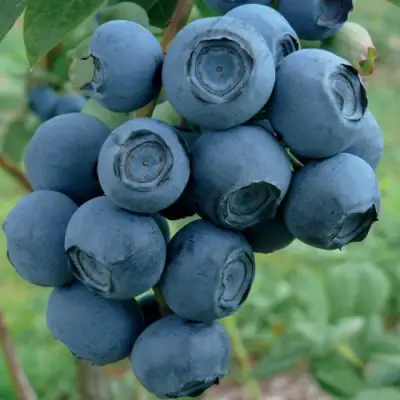 Голубика РУБЕЛ в Осиповичах