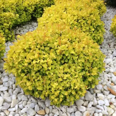 Барбарис БОНАНЗА ГОЛД тунберга в Осиповичах