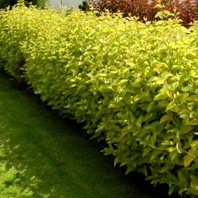 Комплект ДАРТС ГОЛД в Осиповичах