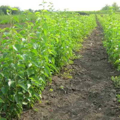 Подвой черешни ДИКАЯ ЧЕРЕШНЯ в Осиповичах