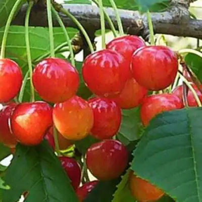 Черешня ДОНЧАНКА в Осиповичах