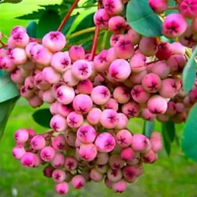 Рябина ПИНК сладкоплодная в Осиповичах