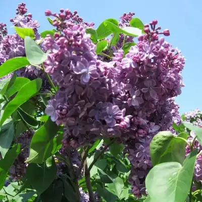 Сирень ВИОЛЕТТА в Осиповичах