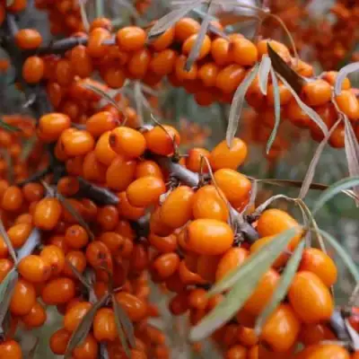 Облепиха ВОРОБЬЕВСКАЯ в Осиповичах