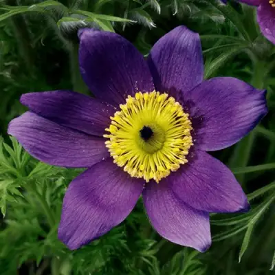 Прострел ПИНВИЛ БЛЮ ШЕЙДЕС в Осиповичах