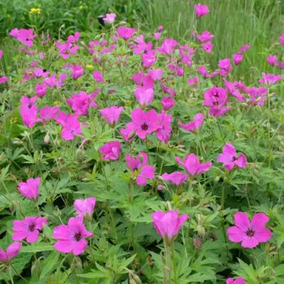 Герань РЕД АДМИРАЛ гибридная в Осиповичах