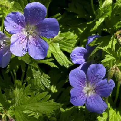 Герань БРУКСАЙД гибридная в Осиповичах