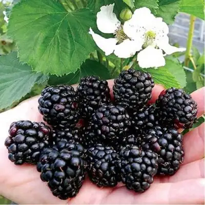 Ежевика РУБЕН ремонтантная  в Осиповичах