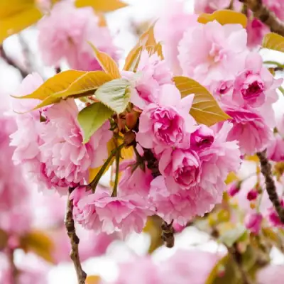 Сакура КАНЗАН в Осиповичах