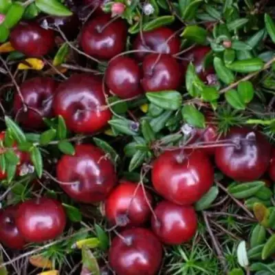 Клюква БЕН ЛИР в Осиповичах