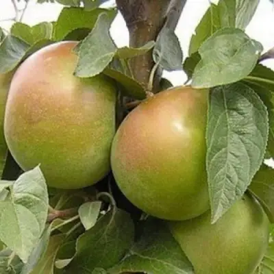 Яблоня БЕЛАНА в Осиповичах