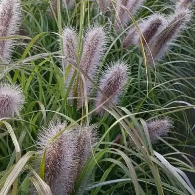 Пеннисетум БЛЭК БЬЮТИ в Осиповичах