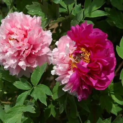 Пион ДВЕ СЕСТРЫ древовидный в Осиповичах