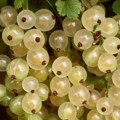 Смородина белая СМОЛЬЯНИНОВСКАЯ в Осиповичах