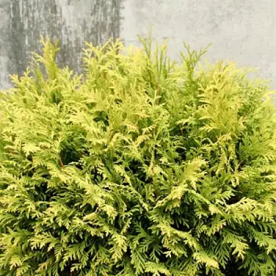 Туя ГОЛДЕН ГЛОБ западная в Осиповичах