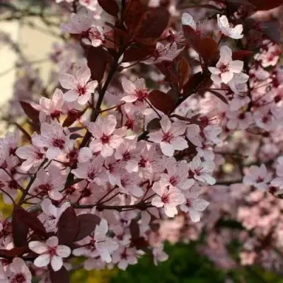 Слива НИГРА растопыреная в Осиповичах