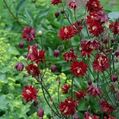 Аквилегия РУБИ ПОРТ обыкновенная в Осиповичах