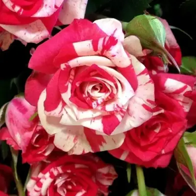 Роза ФАЙЕР ВОРКС миниатюрная в Осиповичах