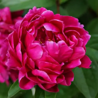 Пион ЛУИ ВАН-ГУТТ травянистый в Осиповичах