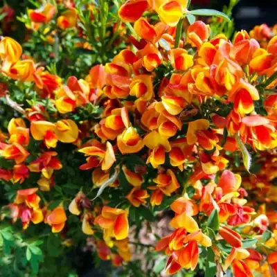 Ракитник АНДРЕАНУС в Осиповичах