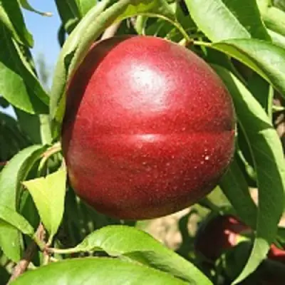 Нектарин ФАНТАЗИЯ в Осиповичах