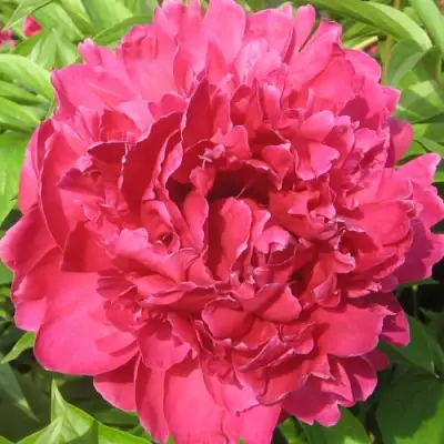 Пион ПУРПУРНЫЙ ФЕНИКС травянистый в Осиповичах