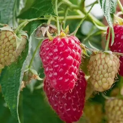 Малина МАРАСТАР в Осиповичах