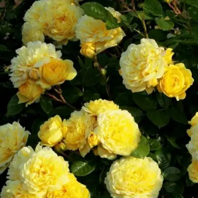 Роза АНИ ДЮПРЕЙ флорибунда в Осиповичах