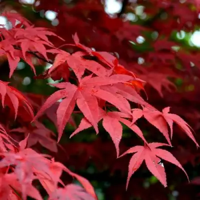 Клен гиннала  в Осиповичах