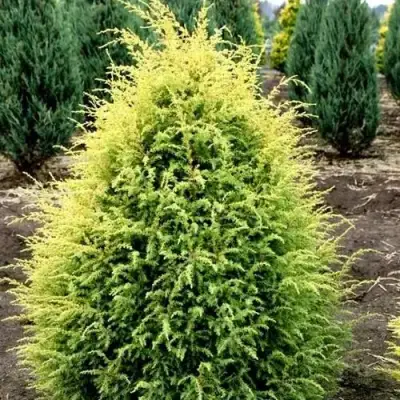 Можжевельник ГОЛД КОН обыкновенный в Осиповичах