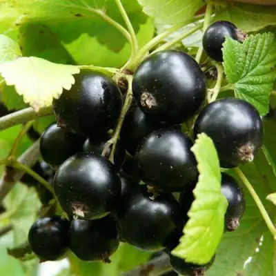 Смородина чёрная ГЕРКУЛЕС в Осиповичах