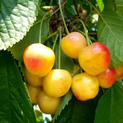 Черешня ЯНТАРНАЯ в Осиповичах