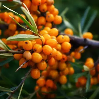 Облепиха МОСКОВСКАЯ ПРОЗРАЧНАЯ в Осиповичах