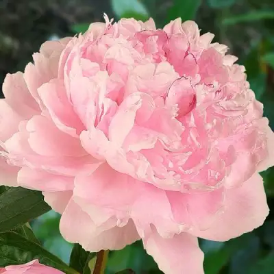 Пион САРА БЕРНАРД травянистый в Осиповичах