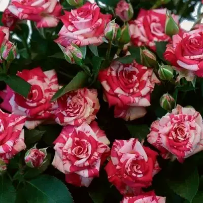 Роза ФАЙЕР ВОРКС миниатюрная в Осиповичах